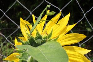 on the sunflower Ⅱ