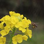 ハクサイの花とニホンミツバチ