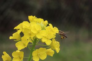 ハクサイの花とニホンミツバチ