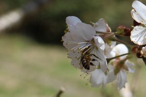 サクランボの花とニホンミツバチ
