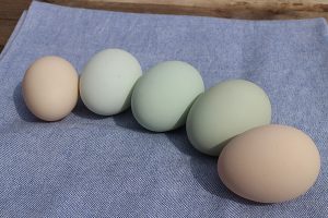 卵のバリエーション