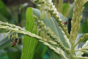 トウモロコシの雄花に集まるミツバチ２