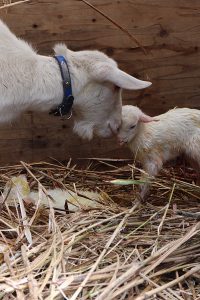 ヤギの出産２