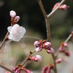 彼岸桜の開花