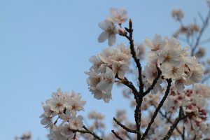 夕暮れの桜1