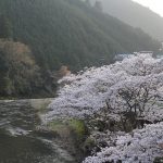 貴志川河岸の桜