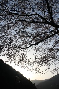 日没と桜