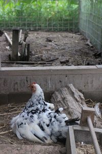 孵化後ひと月の烏骨鶏1-2