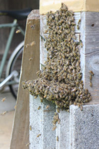 ミツバチ分蜂群の旅立ち２